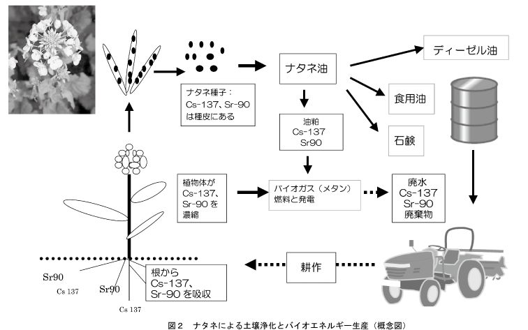 図２ ナタネによる土壌浄化とバイオエネルギー生産（概念図）